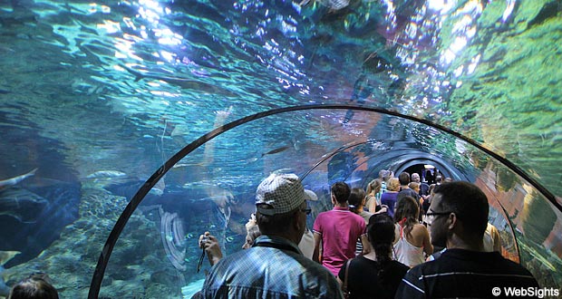 Loro Parque aquarium